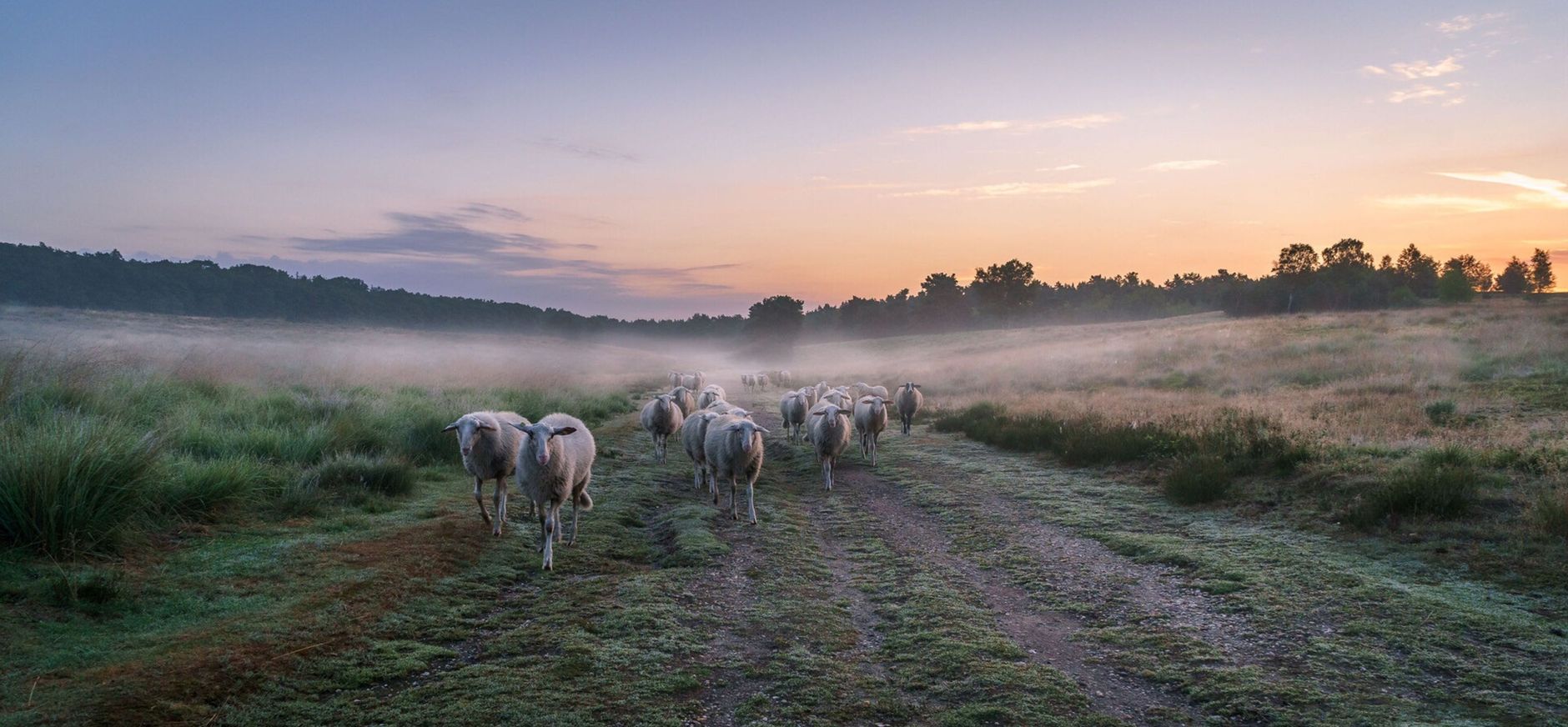 Veluwse heideschapen Veluwse heideschapen