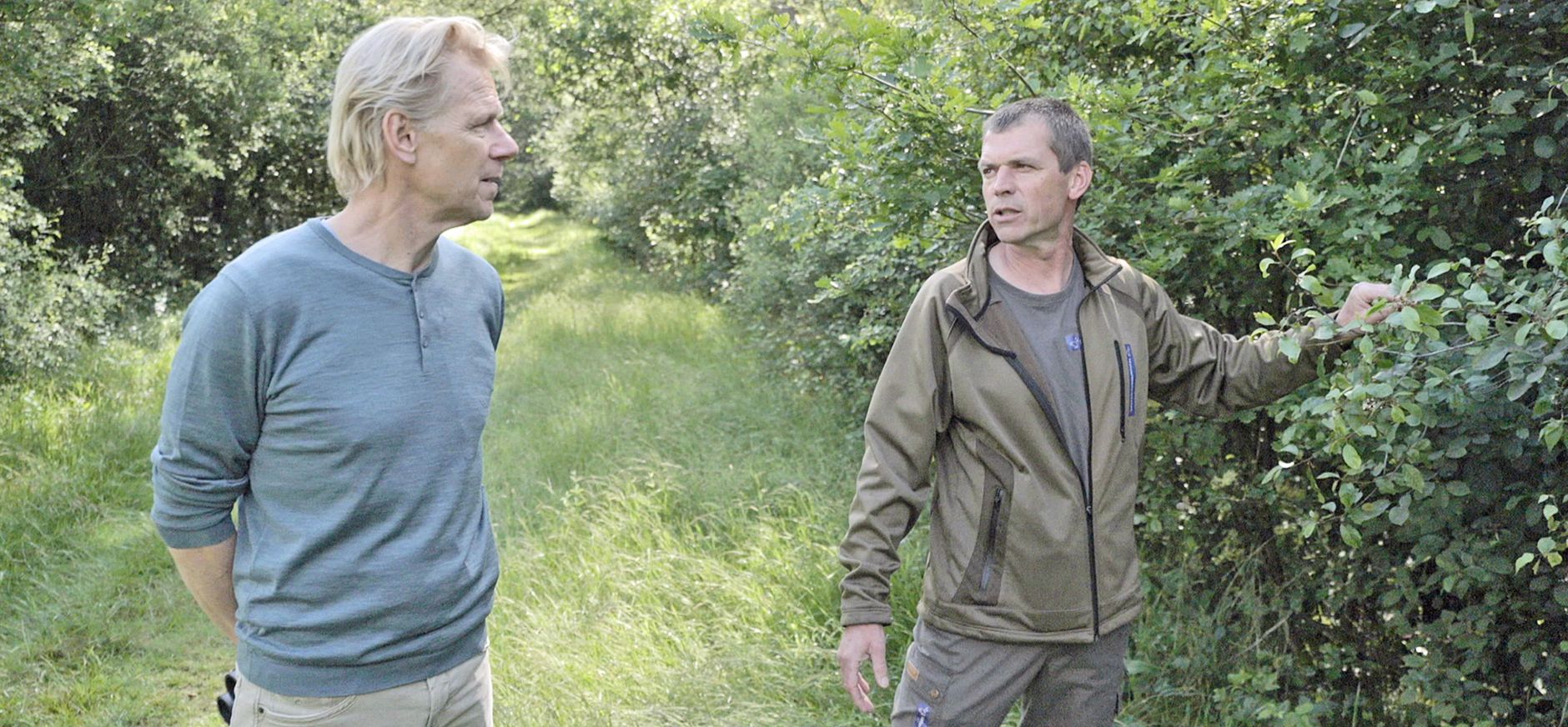 Menno Bentveld met boswachter Remko Vriens op zoek naar de kleine ijsvogelvlinder en de kamperfoelie.