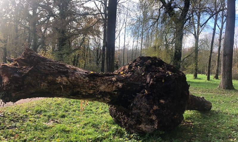 Warrelknoest vond plek in arboretum Poort Bulten Warrelknoest vond plek in arboretum Poort Bulten
