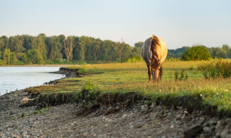 Konikpaard aan het werk
