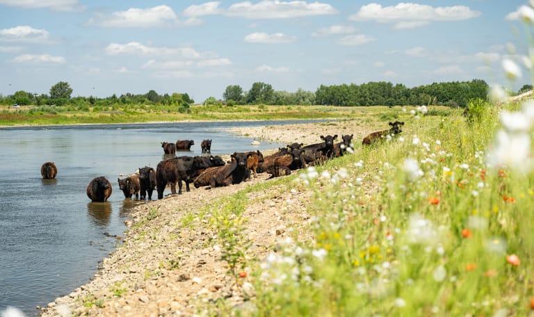 kudde galloways bij nattenhoven
