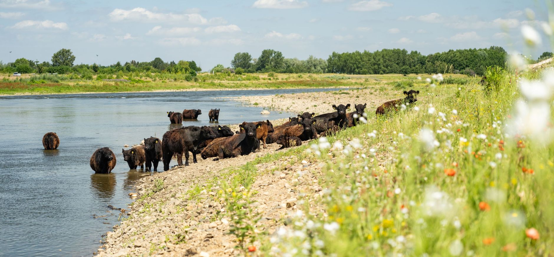 kudde galloways bij nattenhoven