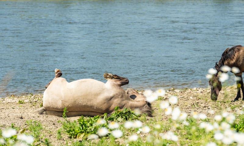 zandbad Konikpaard 
