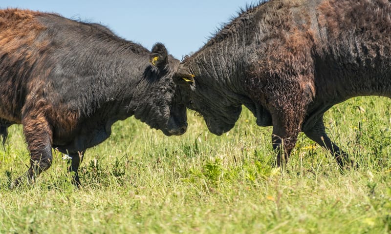 stierengevecht Maasvallei 