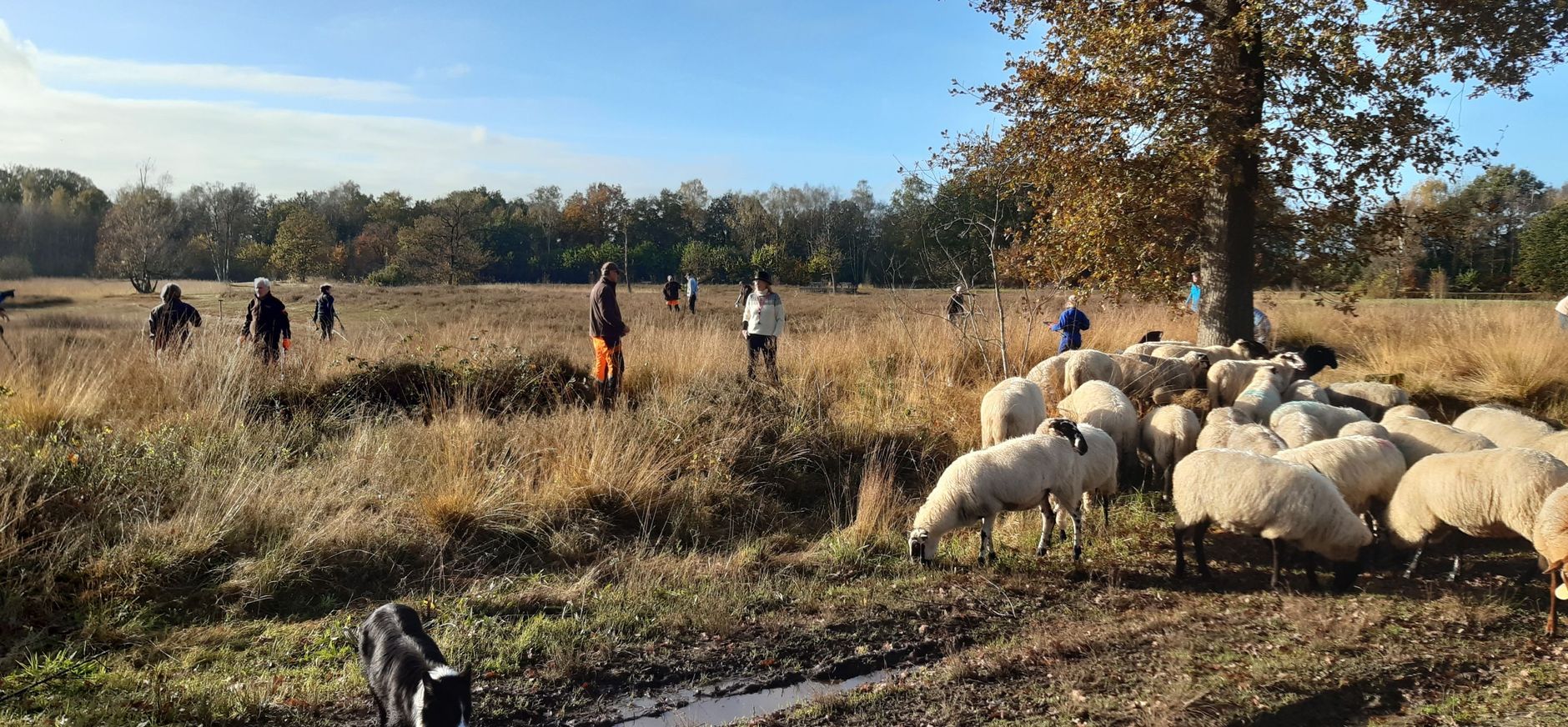 schapen en vrijwilligers natuurwerkdag Beekvliet