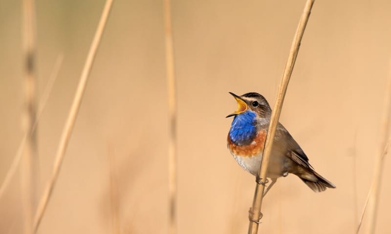 Blauwborst