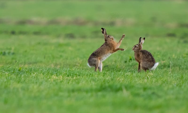 Boksende hazen in de rammeltijd
