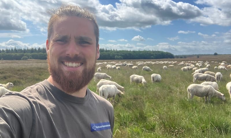 Boswachter Siard de Meijer tussen Veluwse heideschapen.