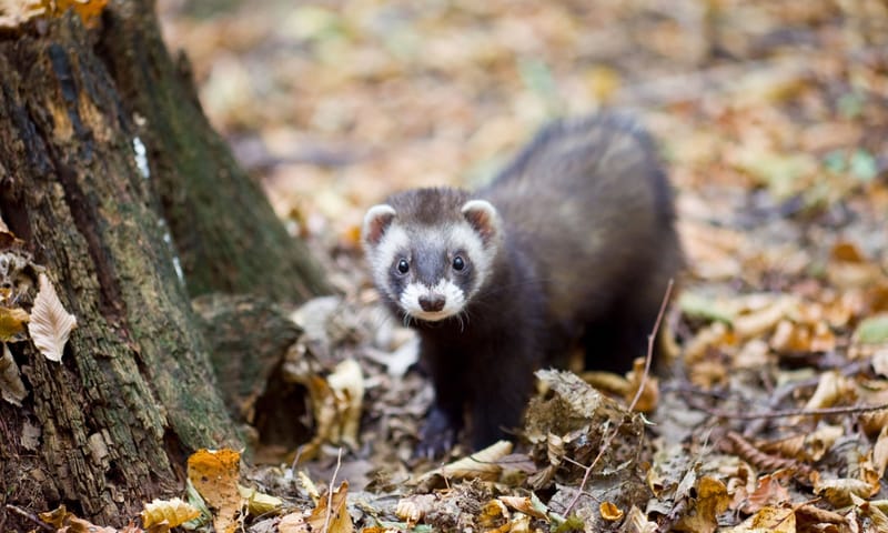 Bunzing zwerft door het bos