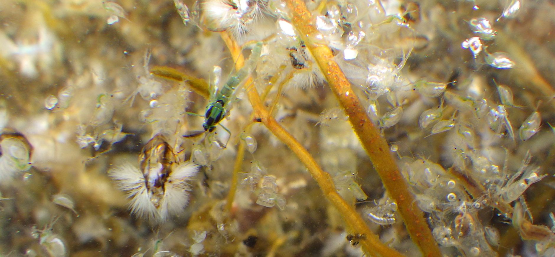 dansmug Marker Wadden