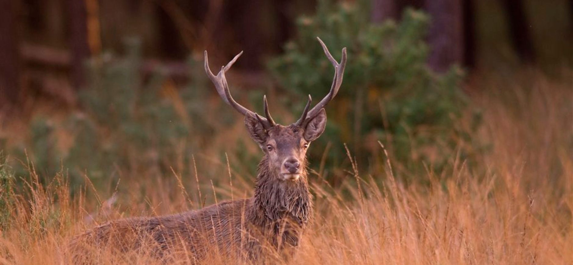 Edelhert Terletse Heide