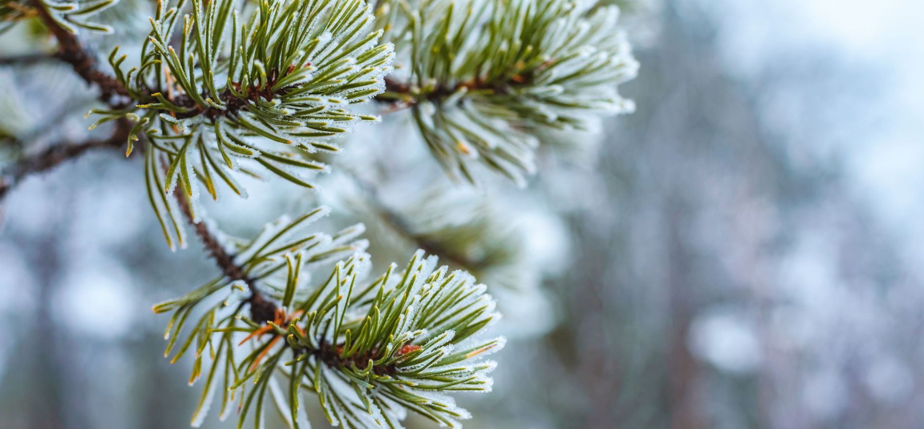 Naaldbomen in de winter