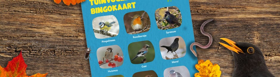 Vogelbingo