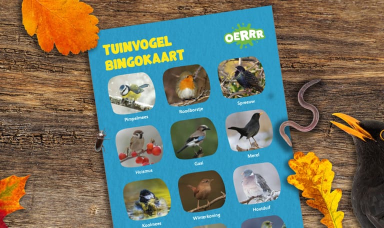 Vogelbingo