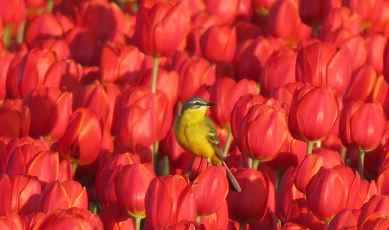 Gele kwikstaart op rode tulpen
