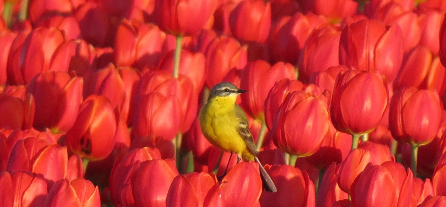 Gele kwikstaart op rode tulpen