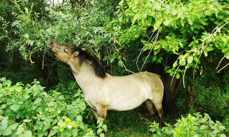 Konik eet wilg