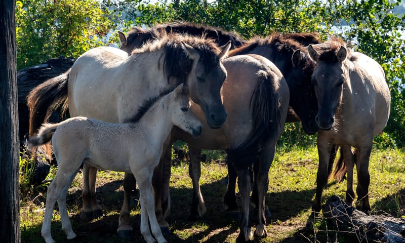 Konikpaarden en kleintje