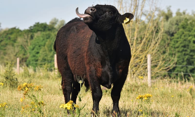 Maasgouw Galloway Rund