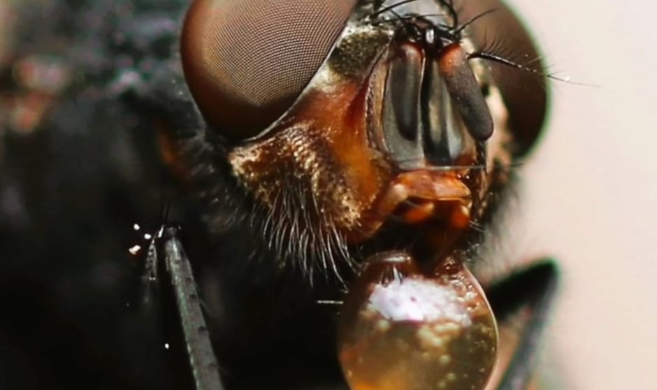 Facetogen - september