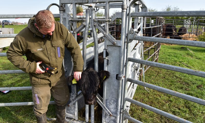 oormerken grazers Maasvallei 