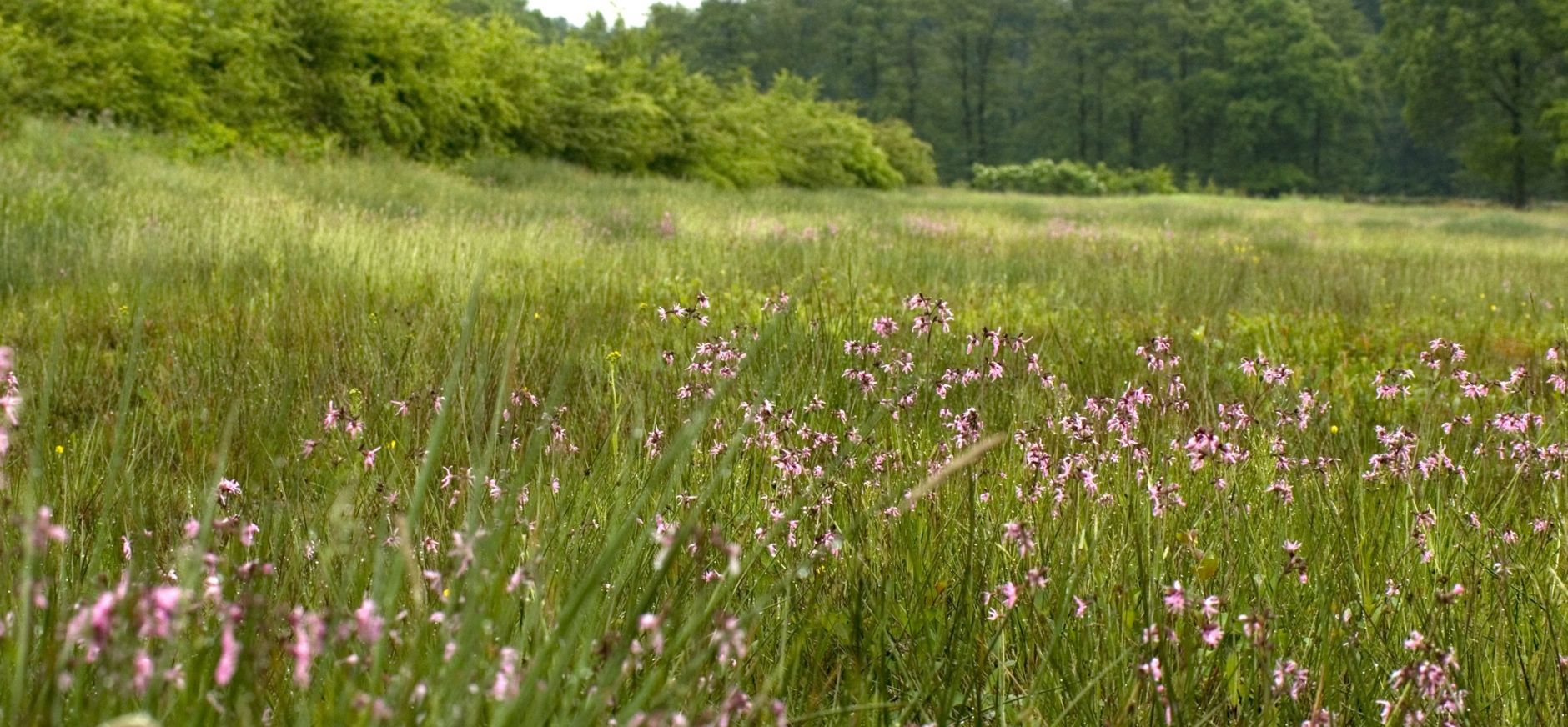 Meer biodiversiteit door impuls aan natuur Meer biodiversiteit door impuls aan natuur