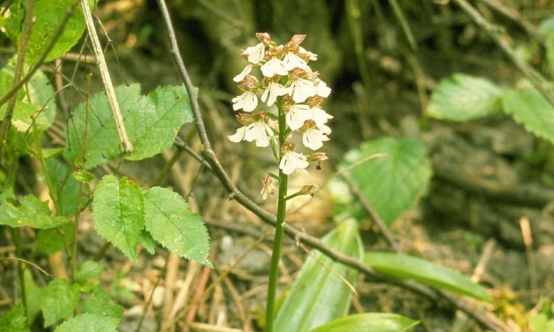 Purperorchis Purperorchis