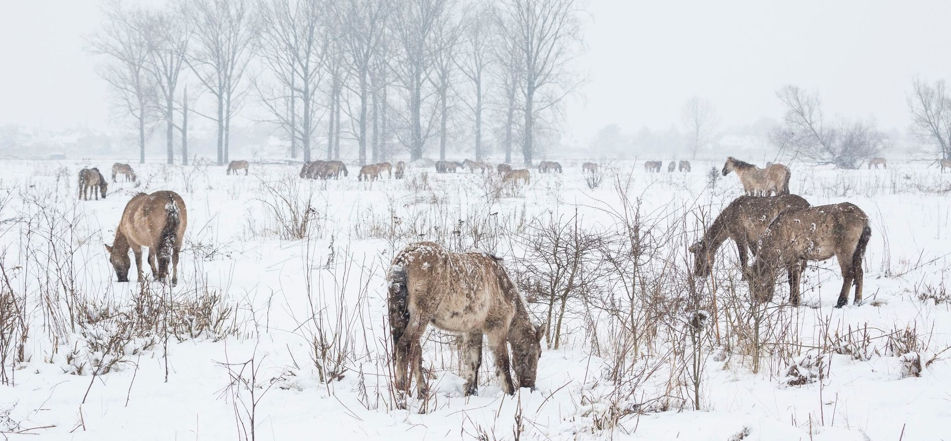 Koniks in de sneeuw