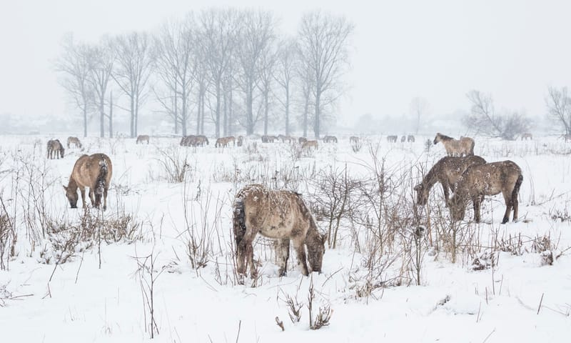 koniks in de winter