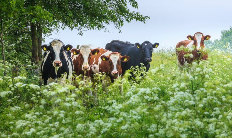 koeien en fluitekruid