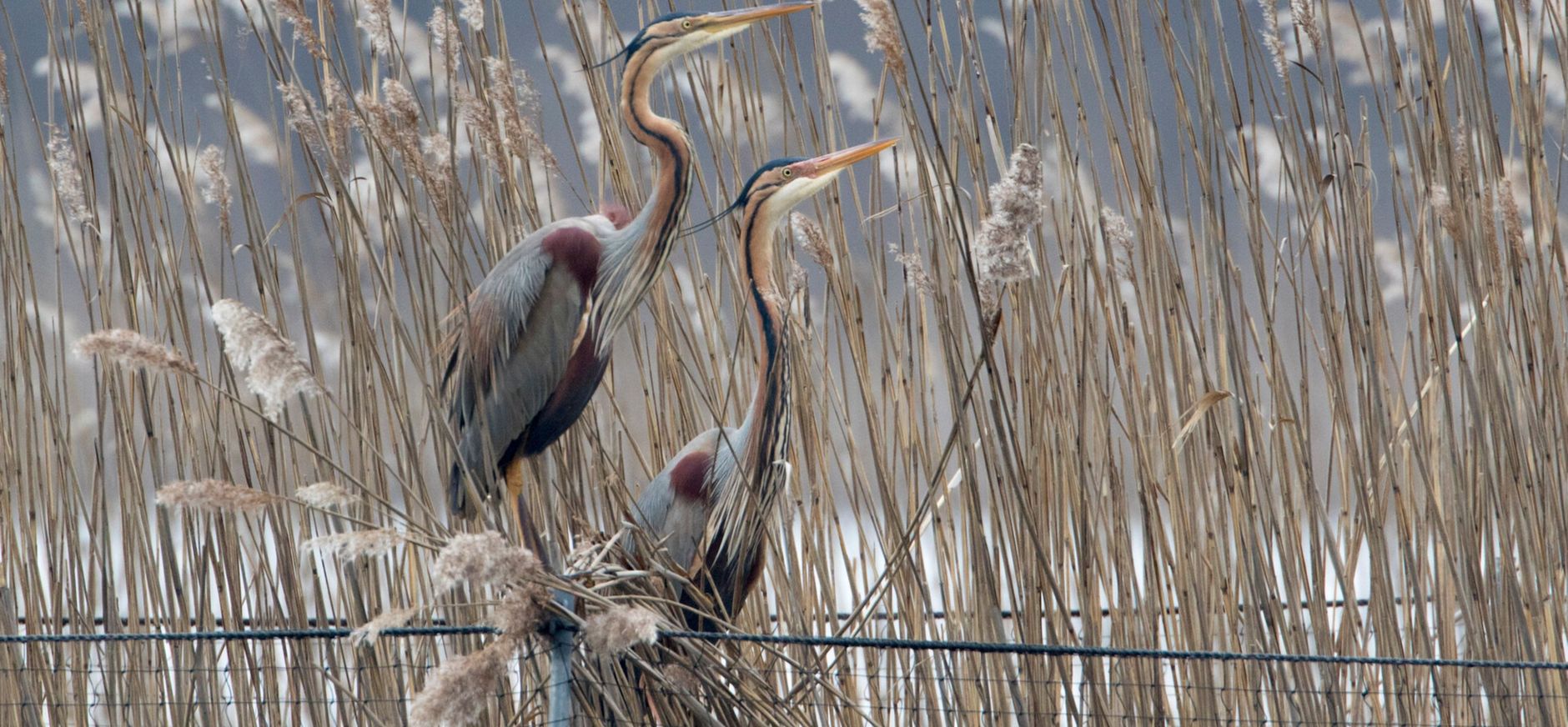 Purperreiger