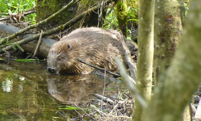 Bever ooibos