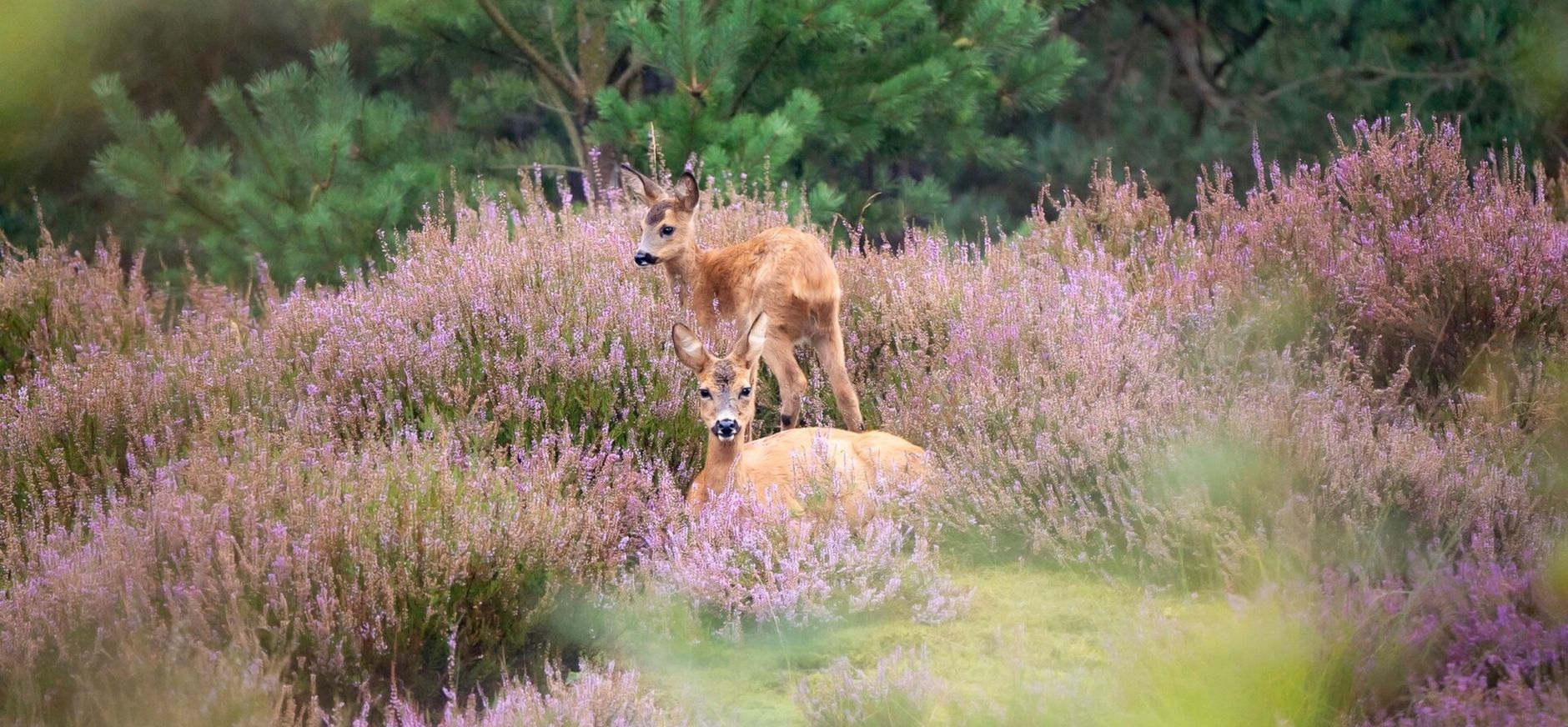 Loenense Bossen buiten beeld als oefenterrein Defensie