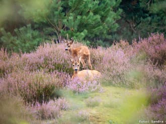 Loenense Bossen buiten beeld als oefenterrein Defensie