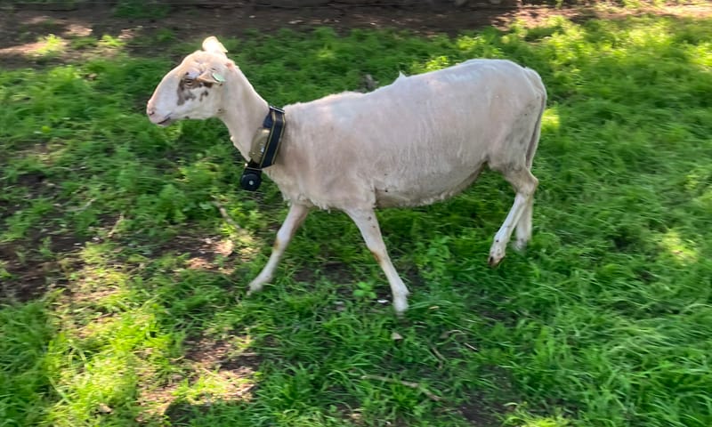 Veluwse heideschaap met zender. Veluwse heideschaap met zender.