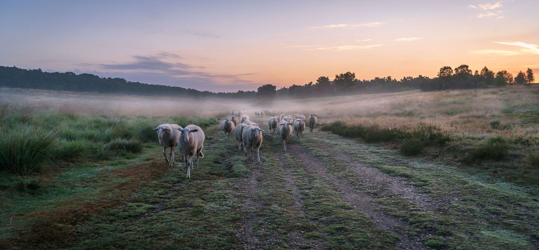 Veluwse heideschapen Veluwse heideschapen