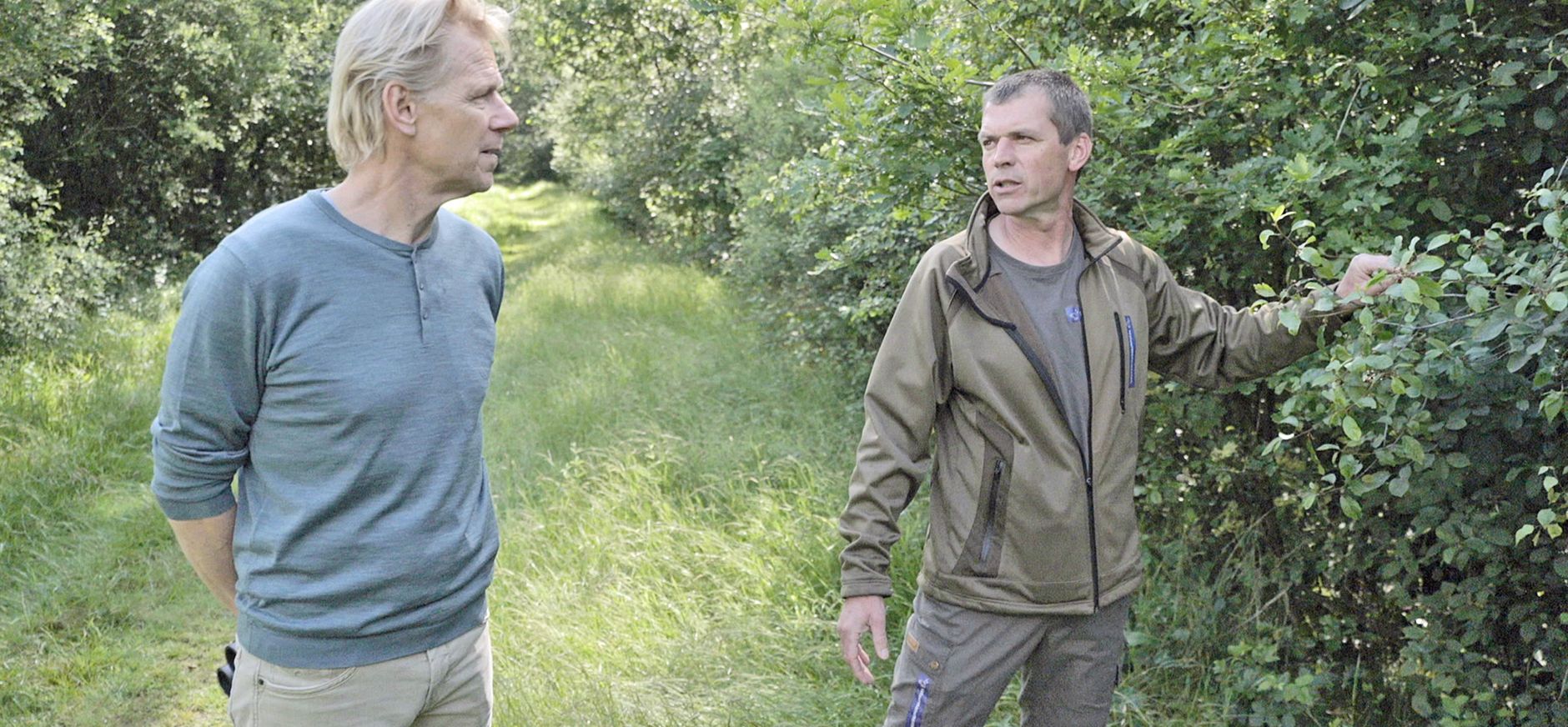 Menno Bentveld met boswachter Remko Vriens op zoek naar de kleine ijsvogelvlinder en de kamperfoelie.