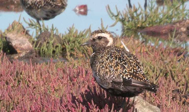 Goudplevier Goudplevier