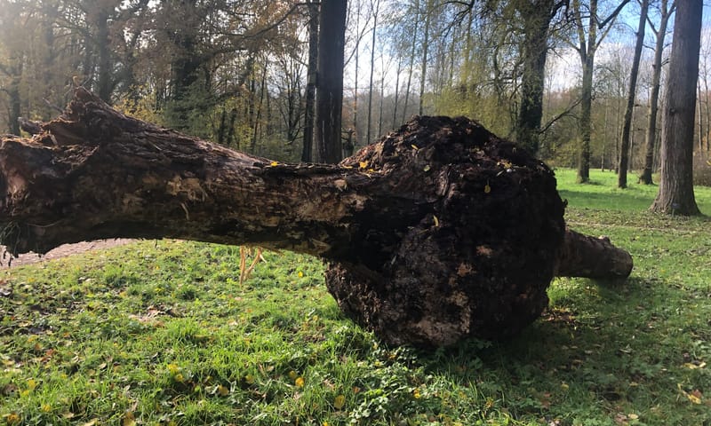 Warrelknoest vond plek in arboretum Poort Bulten