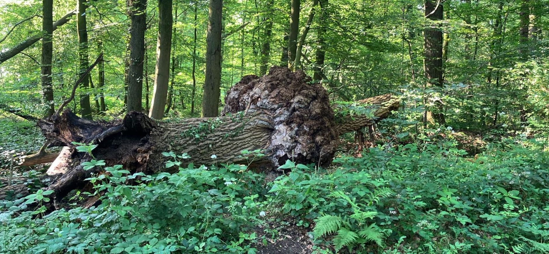 warrelknoest