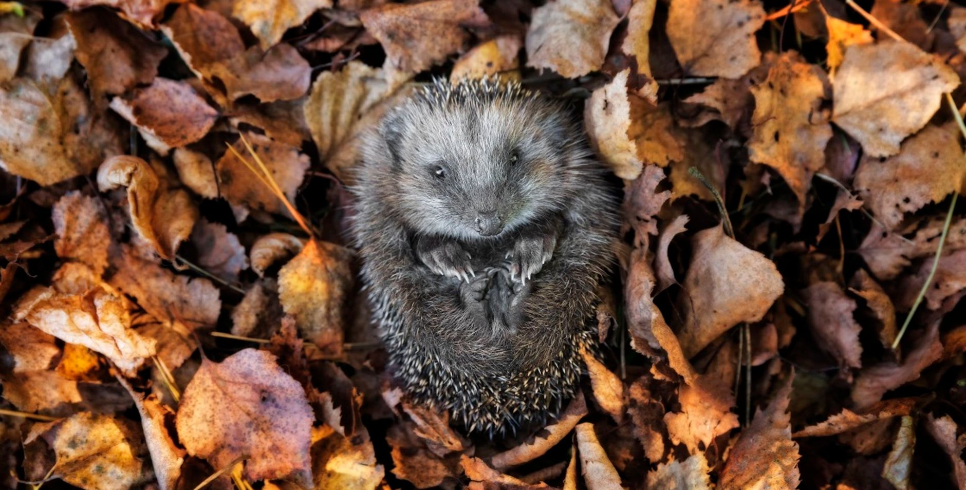 Egel in herfstbladeren