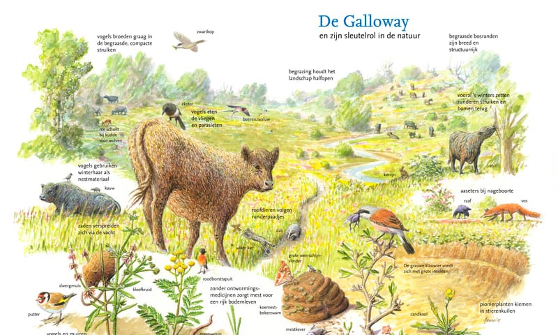 Sleutelrol Galloway in de natuur Sleutelrol Galloway in de natuur