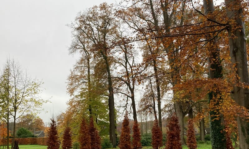 Nieuwe rode beuken sieren de oprit naar kasteel Hackfort en vormen een nieuwe boomgroep Nieuwe rode beuken sieren de oprit naar kasteel Hackfort en vormen een nieuwe boomgroep