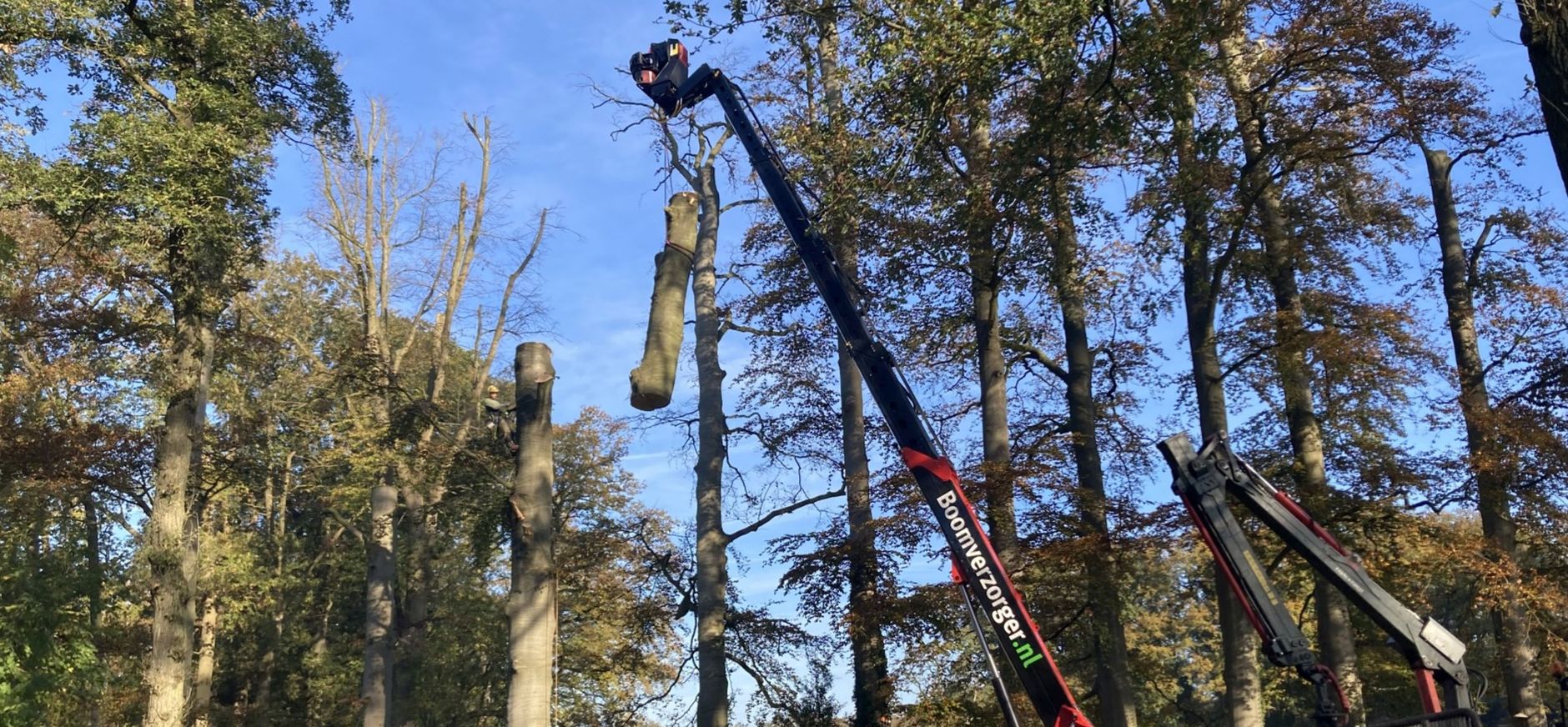 Het verwijderen van de dode, rode beuken verliep zeer voorspoedig Het verwijderen van de dode, rode beuken verliep zeer voorspoedig