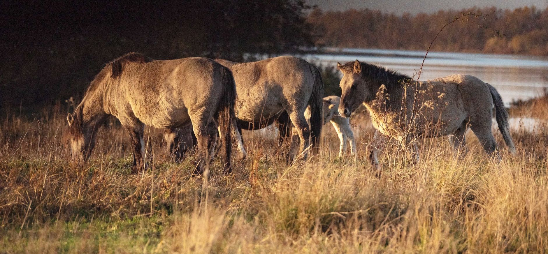 koniks langs maas