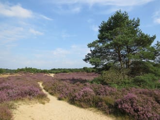 Mantingerveld