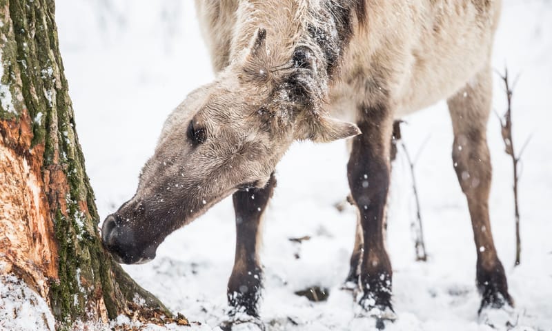 konik eet bas