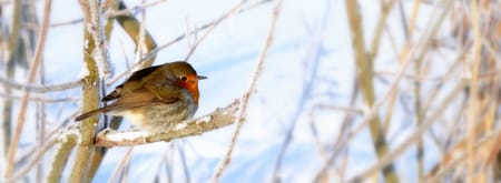 roodborst in winter