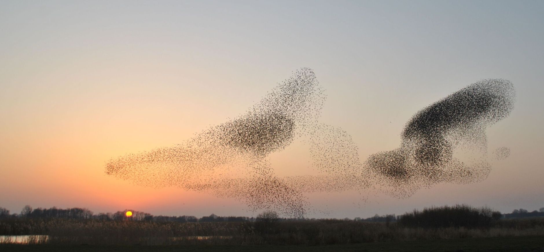 vogeltelling november vogeltelling november