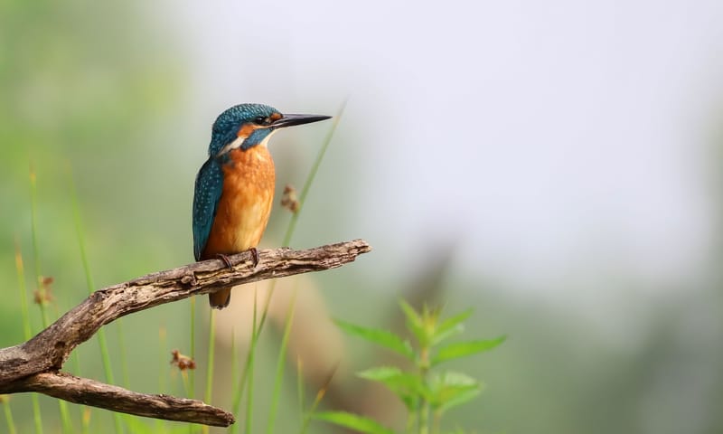 IJsvogel IJsvogel